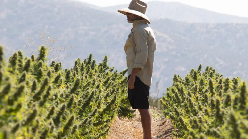 Meet: Hemp Valley Farm