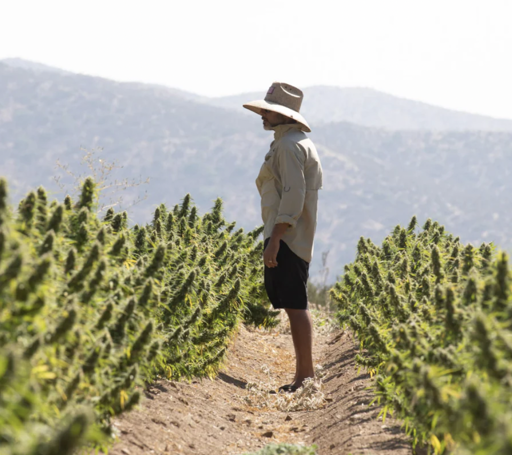 Meet: Hemp Valley Farm